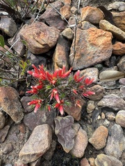 Andersonia grandiflora (Andersonia grandiflora)
