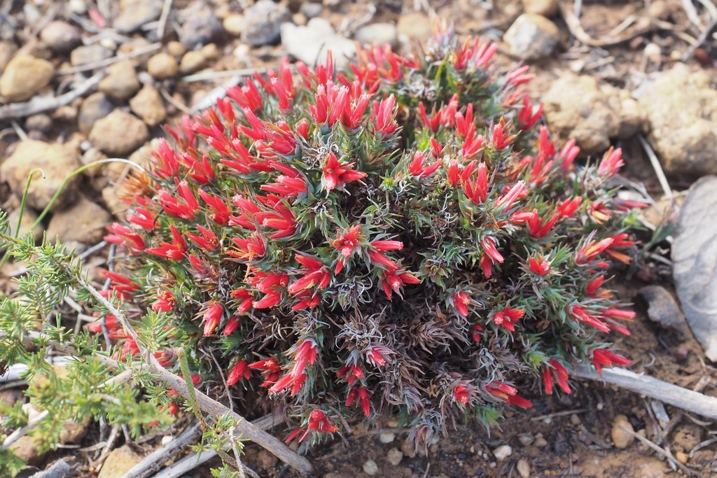 Andersonia grandiflora (Andersonia grandiflora)