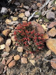 Andersonia grandiflora (Andersonia grandiflora)