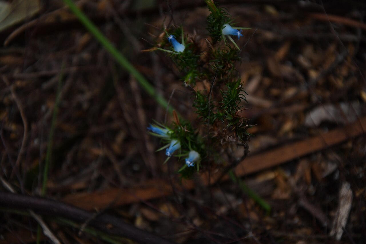 Andersonia hammersleyana: Andersonia hammersleyana. Species of plant.