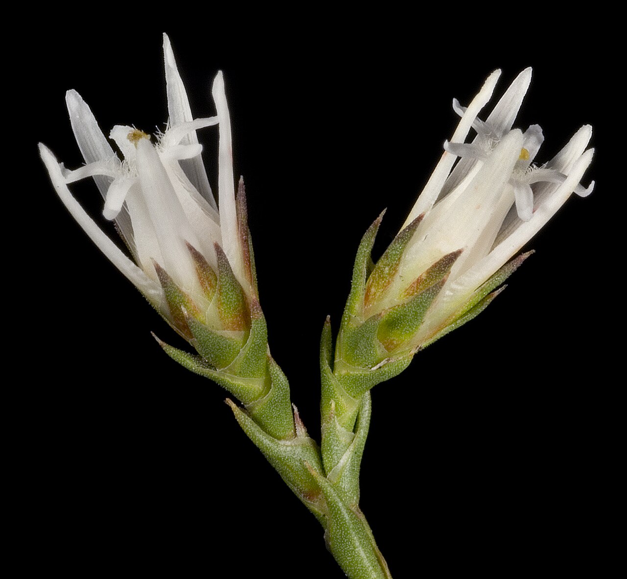 Andersonia heterophylla: KRT3740