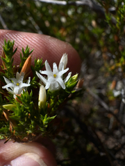 Andersonia heterophylla (Andersonia heterophylla)