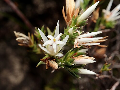 Andersonia heterophylla: Andersonia heterophylla near the Brand Highway, South Eneabba Nature Reserve area (within road verge), about 15 km south from Eneabba, Western Australia
