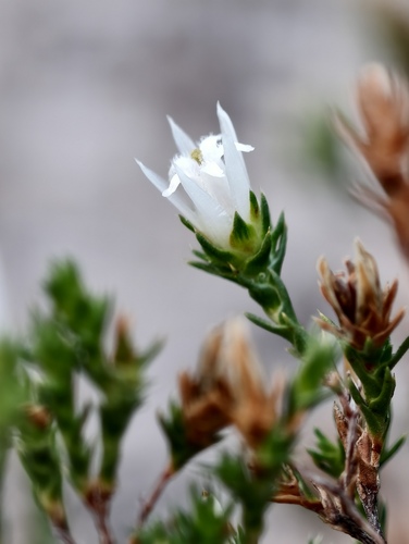 Andersonia heterophylla (Andersonia heterophylla)