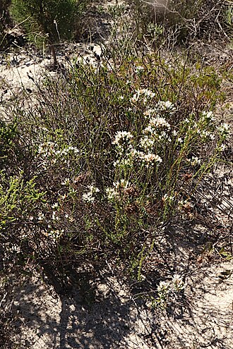 Andersonia heterophylla: Andersonia heterophylla growing near the Brand Highway, South Eneabba Nature Reserve area (within road verge), about 15 km south from Eneabba, Western Australia