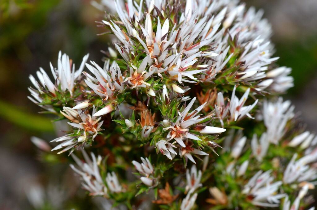 Andersonia heterophylla (Andersonia heterophylla)