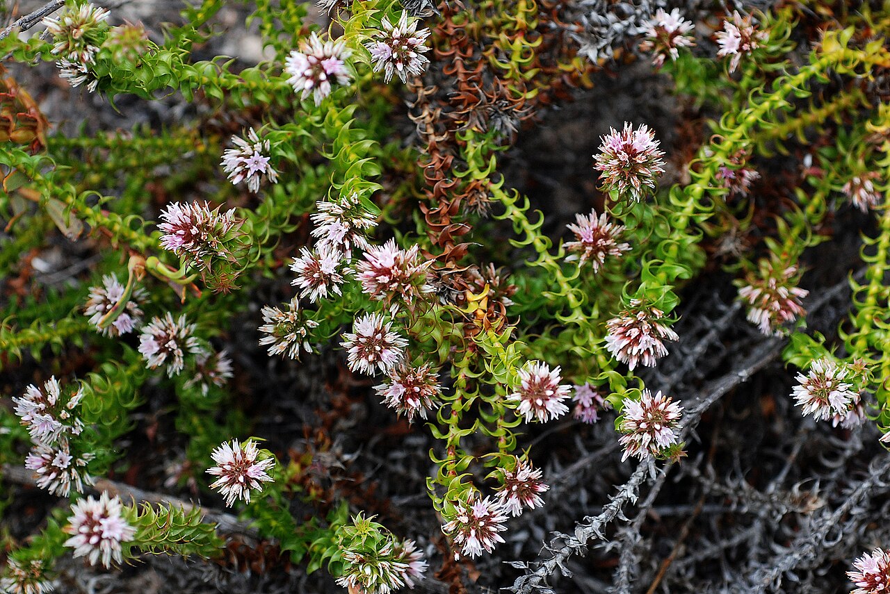 Andersonia involucrata: "Andersonia involucrataCompact or straggling spreading shrub, 0.1-0.5 m high. Fl. white-pink, Sep to Dec. Sandy lateritic soils, peaty sand. Winter-wet flats, s