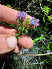 Andersonia lehmanniana (Andersonia lehmanniana)