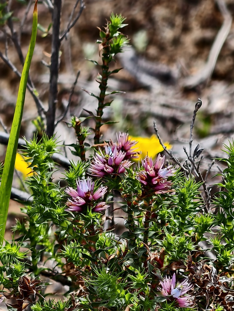 Andersonia lehmanniana (Andersonia lehmanniana)