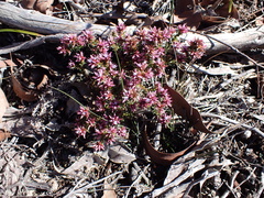 Andersonia lehmanniana (Andersonia lehmanniana)