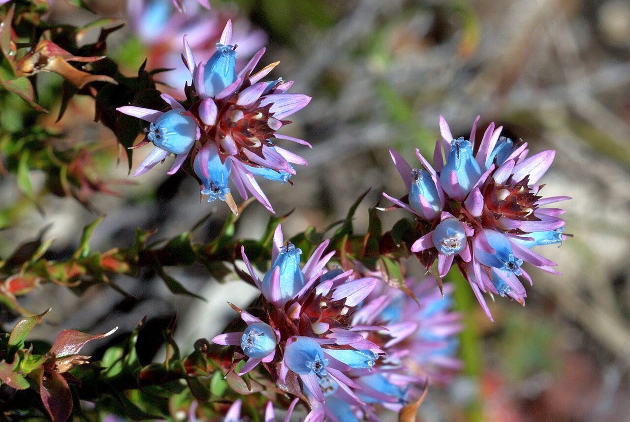 Andersonia lehmanniana: Andersonia lehmanniana Sond. I remember seeing this flower for the first time and could not believe that a flower would have blue and pink together as it is. Th