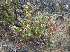 Andersonia lehmanniana (Andersonia lehmanniana)