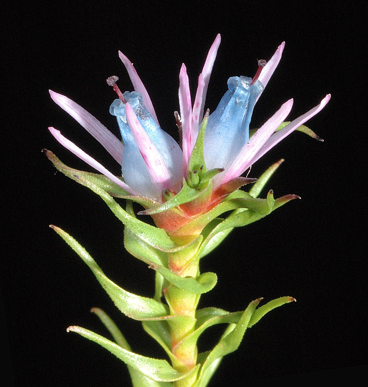 Andersonia lehmanniana: KRT3061