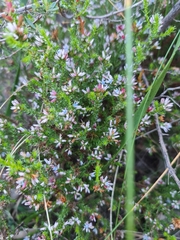 Andersonia lehmanniana (Andersonia lehmanniana)