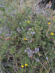 Andersonia lehmanniana (Andersonia lehmanniana)