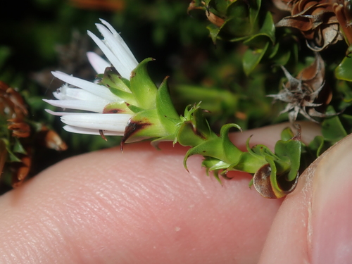 Andersonia lehmanniana (Andersonia lehmanniana)