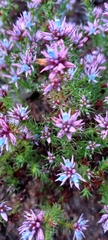 Andersonia lehmanniana (Andersonia lehmanniana)