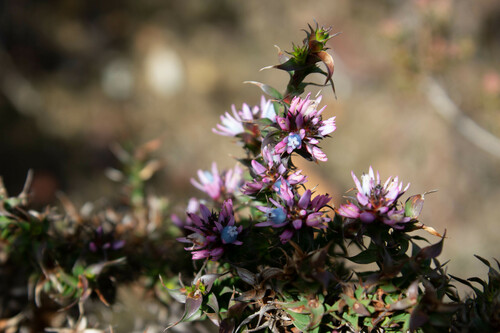 Andersonia lehmanniana (Andersonia lehmanniana)