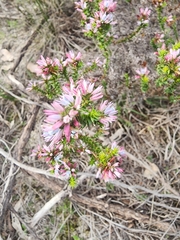 Andersonia lehmanniana (Andersonia lehmanniana)