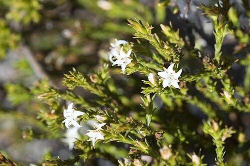 Andersonia micrantha: Andersonia micrantha , in Cape Arid National Park, about 0.5 km W of Journdee Camp area, Western Australia