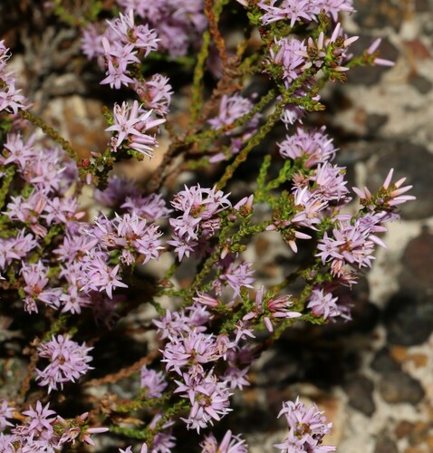 Andersonia parvifolia (Andersonia parvifolia)
