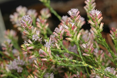 Andersonia parvifolia: Andersonia parvifolia In the Australian National Botanic Gardens