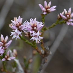 Andersonia parvifolia (Andersonia parvifolia)