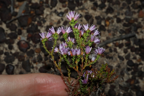 Andersonia parvifolia (Andersonia parvifolia)