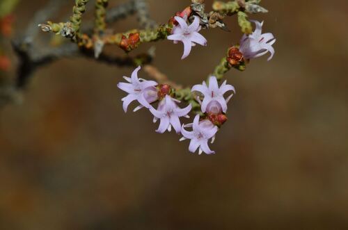 Andersonia parvifolia (Andersonia parvifolia)