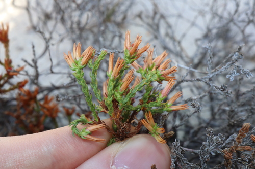Andersonia parvifolia (Andersonia parvifolia)