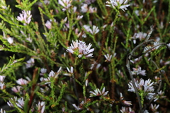 Andersonia parvifolia (Andersonia parvifolia)