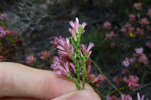 Andersonia parvifolia (Andersonia parvifolia)