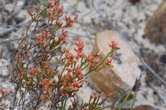 Andersonia parvifolia (Andersonia parvifolia)