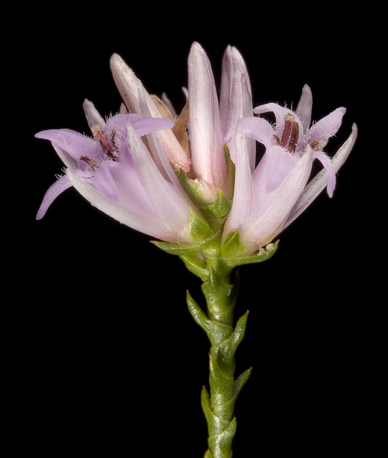 Andersonia parvifolia: KRT3431