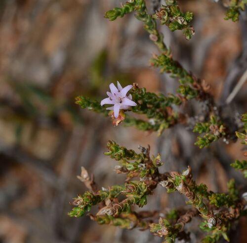 Andersonia parvifolia (Andersonia parvifolia)