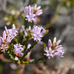 Andersonia parvifolia (Andersonia parvifolia)