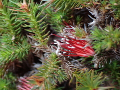 Andersonia setifolia (Andersonia setifolia)