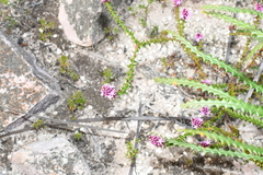Spiked andersonia (Andersonia simplex)