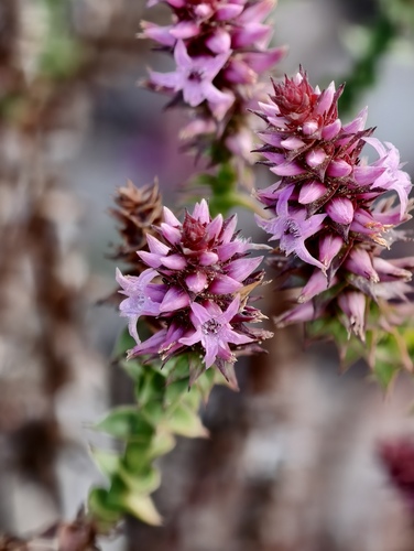 Spiked andersonia (Andersonia simplex)