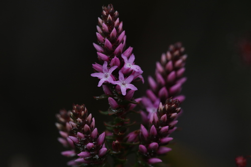 Spiked andersonia (Andersonia simplex)