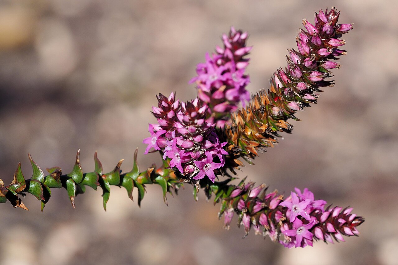 Spiked andersonia: Andersonia simplex in Australia