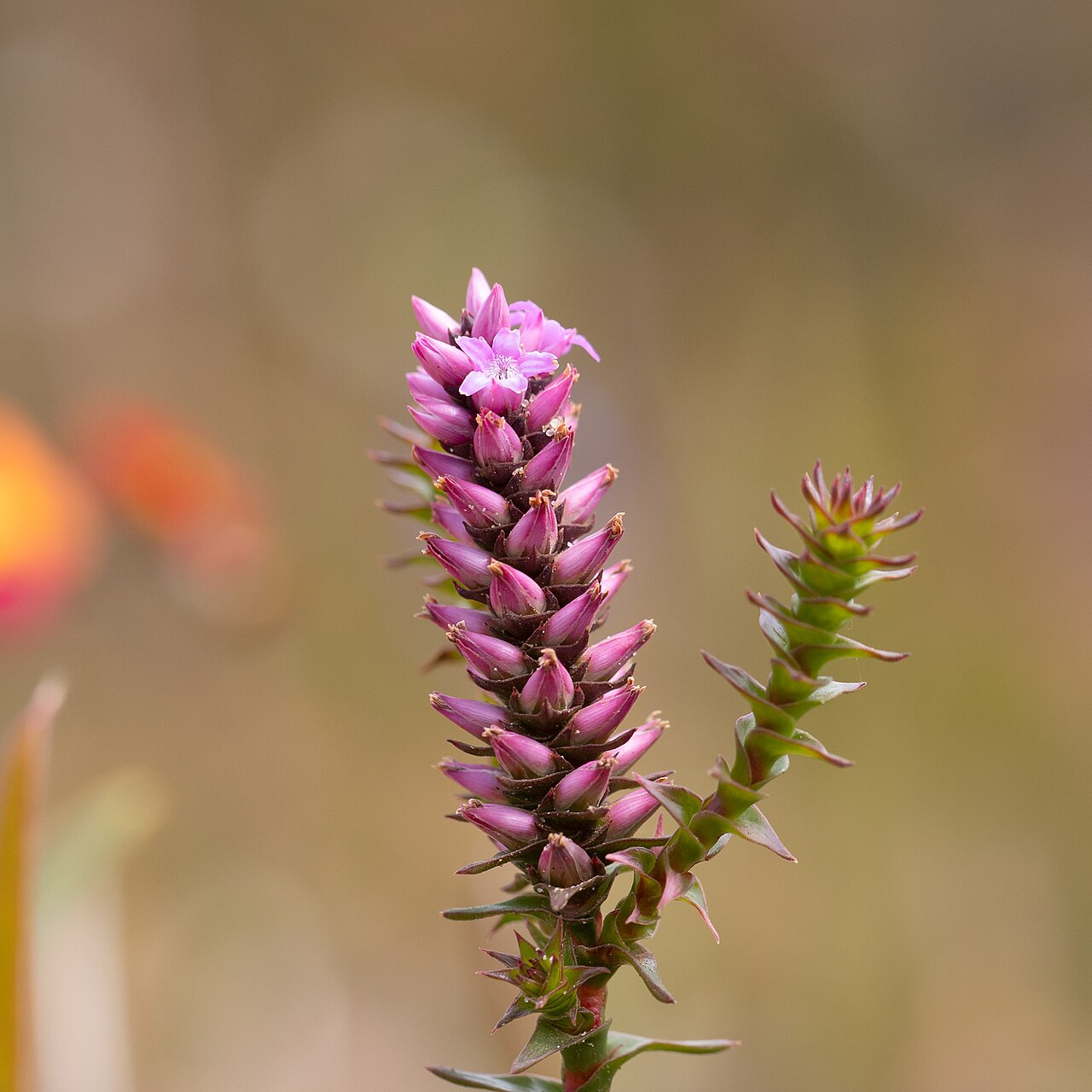 Spiked andersonia: Andersonia simplex near Toolbrunup in the Stirling Range National Park