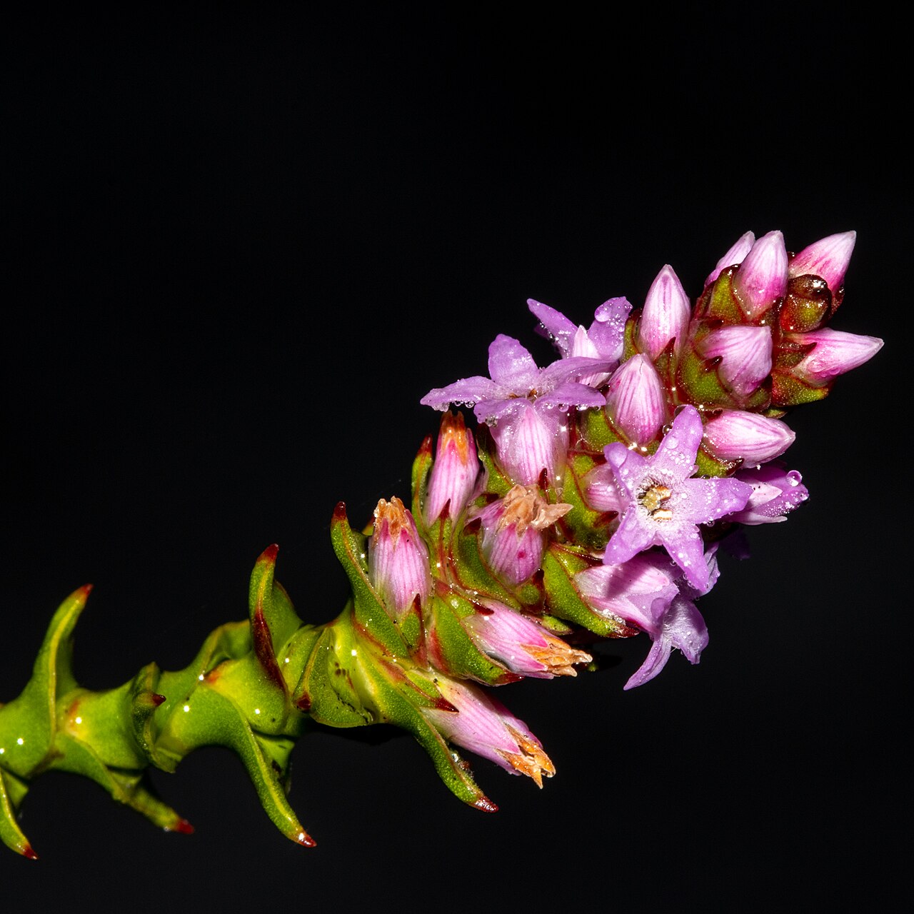 Spiked andersonia: Andersonia simplex in Australia