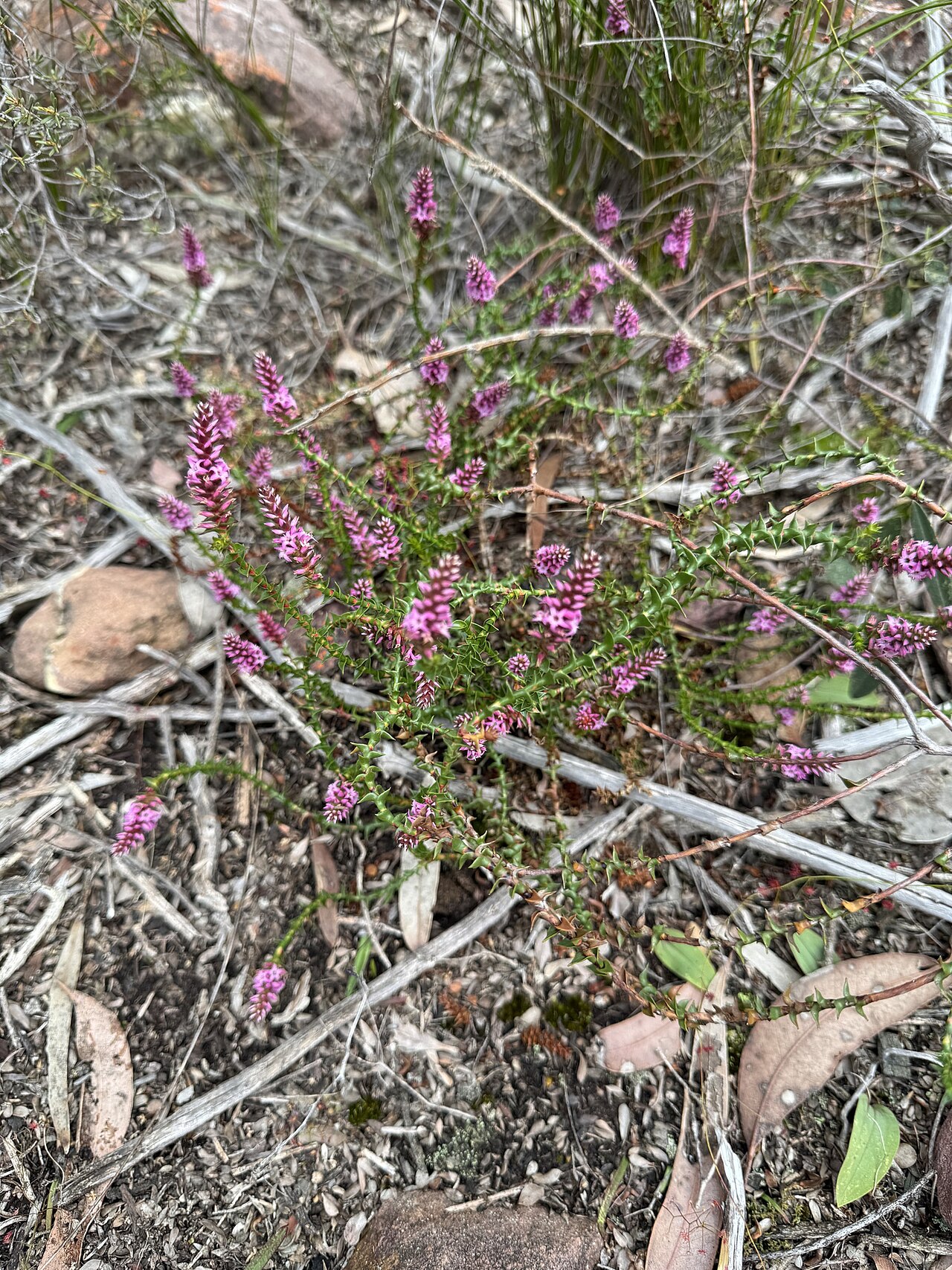 Spiked andersonia: Andersonia simplex in Australia
