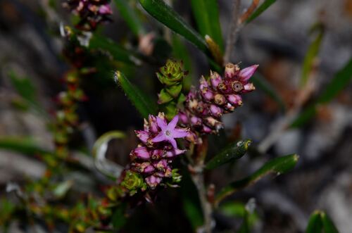 Spiked andersonia (Andersonia simplex)