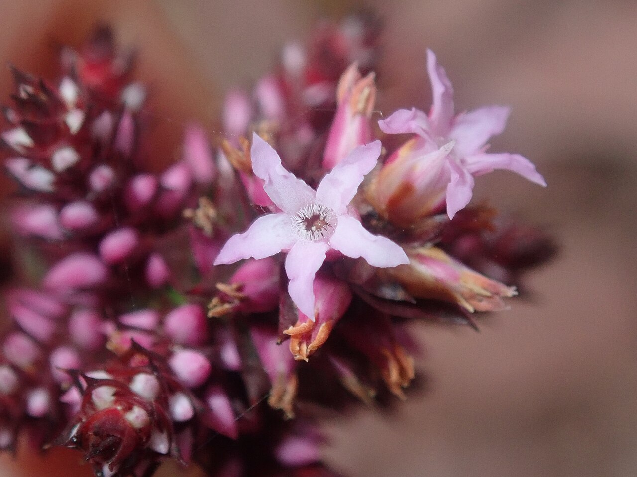 Spiked andersonia: Andersonia simplex in Australia