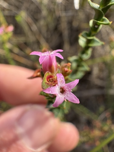 Spiked andersonia (Andersonia simplex)