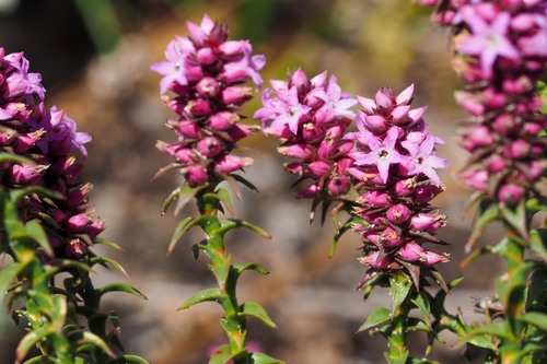 Spiked andersonia (Andersonia simplex)