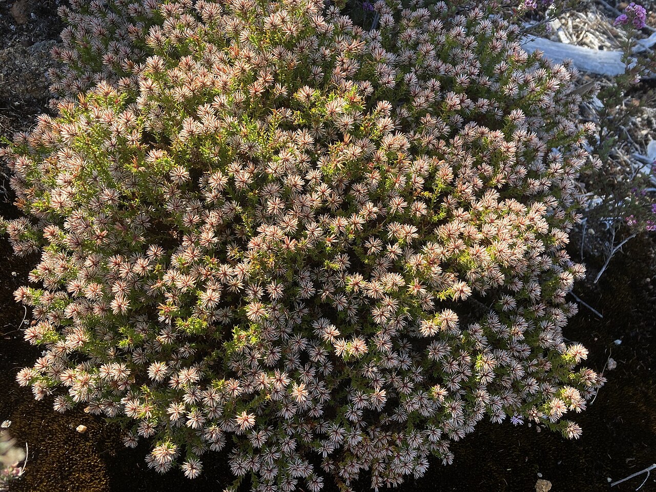 Andersonia sprengelioides: Andersonia sprengelioides in Australia
