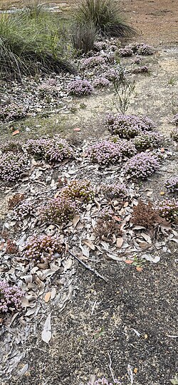 Andersonia sprengelioides: Andersonia sprengelioides in Australia